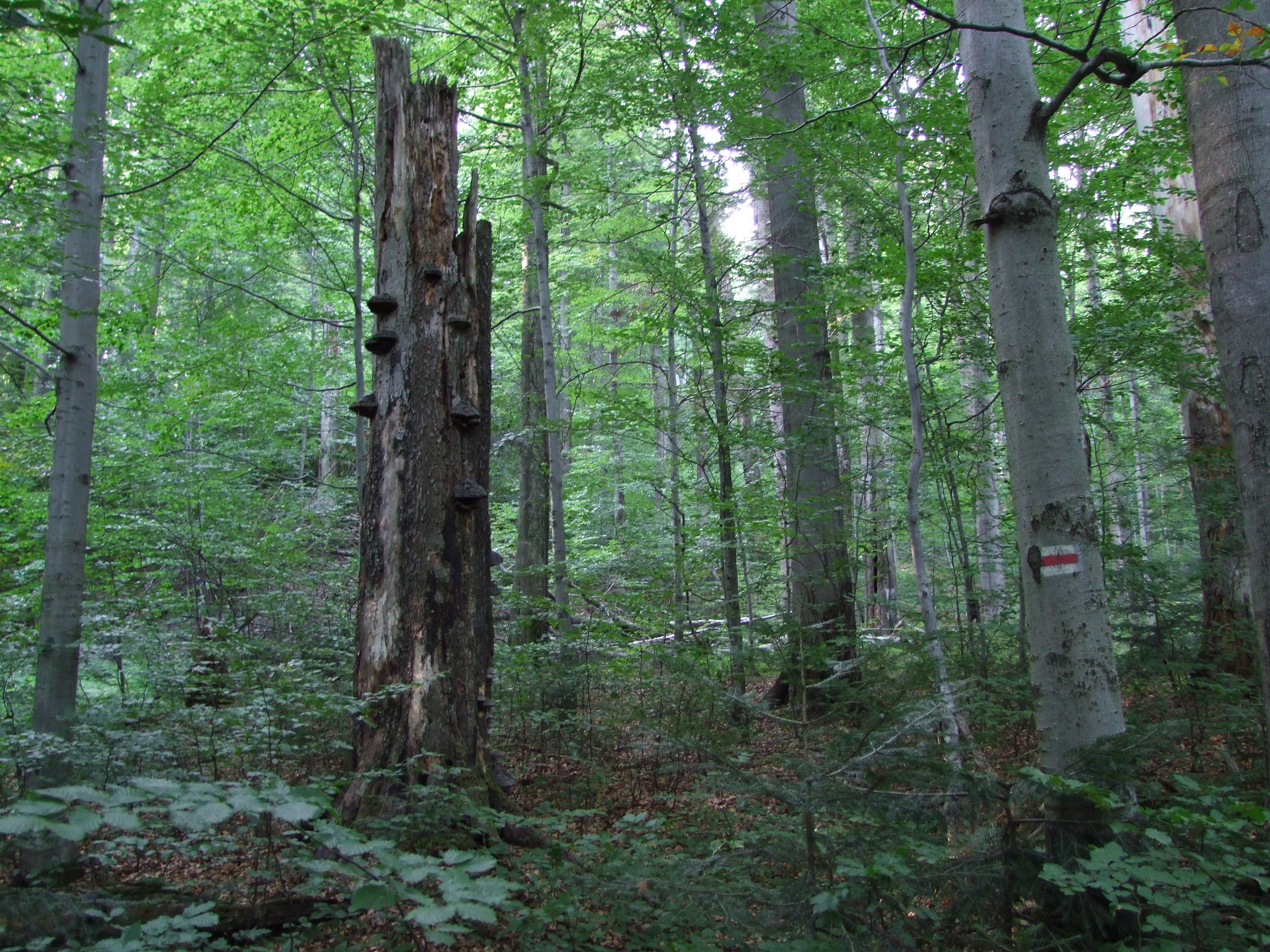 Őserdő Stužica, nemzeti természeti rezervátum, Szlovákia